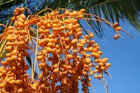 Orange Palm Berries in Keffalonia